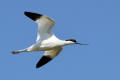 Avocet