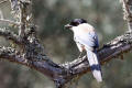 Azure-winged Magpie