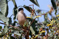 Azure-winged Magpie