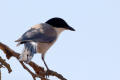 Azure-winged Magpie