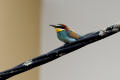 Bee-eater