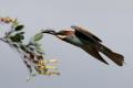 Bee-eater