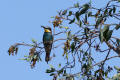 Bee-eater