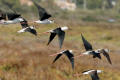 Black-winged Stilt