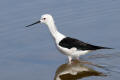 Black-winged Stilt