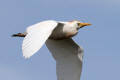 Cattle Egret