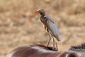 Cattle Egret