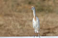 Cattle Egret