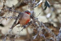 Common Waxbill