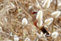 Common Waxbill