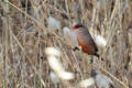 Common Waxbill