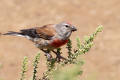 Linnet