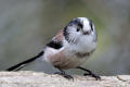 Lonf-tailed Tit