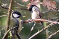 Marsh Tit with Great Tit