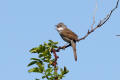 Common Whitethroat