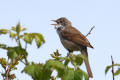 Whitethroat