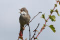 Common Whitethroat