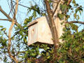 Nest box 1