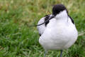 Avocet