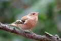 Chaffinch