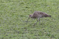 Curlew