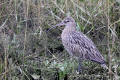 Curlew