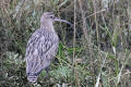 Curlew