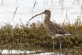 Curlew