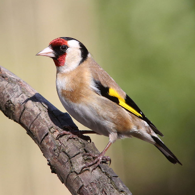 British Garden Birds photos and videos